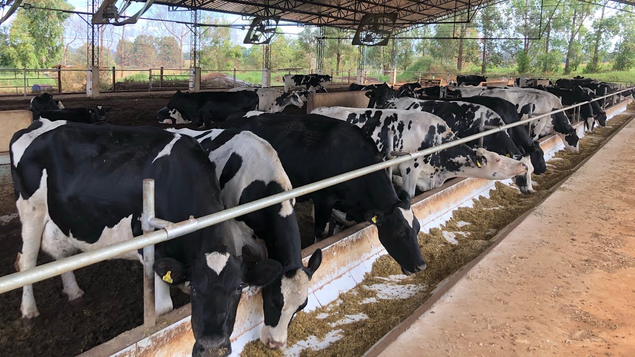 COMPOST BAR para 80 animais, e bezerras FIV Girolando 3/4! Conhecendo a ESTÂNCIA SOARES!