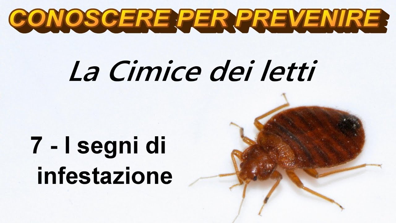 La Cimice dei Letti: 7 - I segni di infestazione
