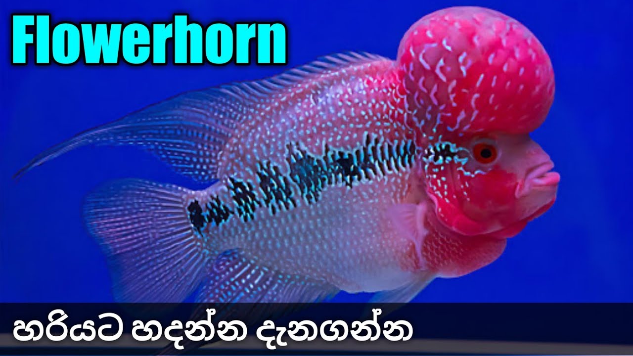 ෆ්ලවර්හෝන් මාළු හරියට රැකබලාගන්න | Flowerhorn fish CARE