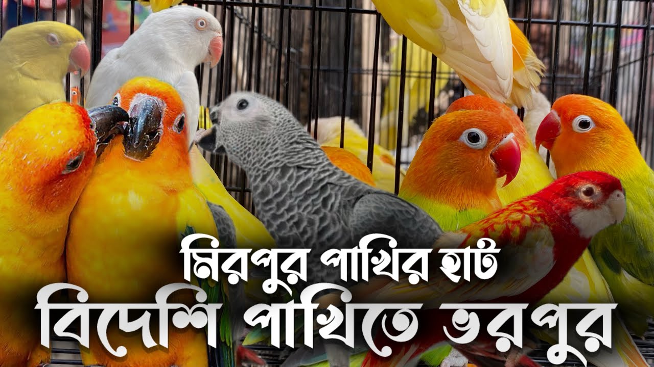 মিরপুর পাখির হাট বিদেশি পাখিতে ভরপুর//shelter to birds//bird bonanza