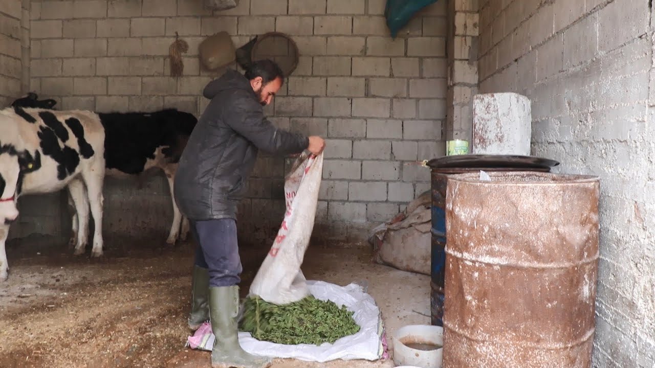 نبتة الأزولا بديل اقتصادي لعلف الماشية