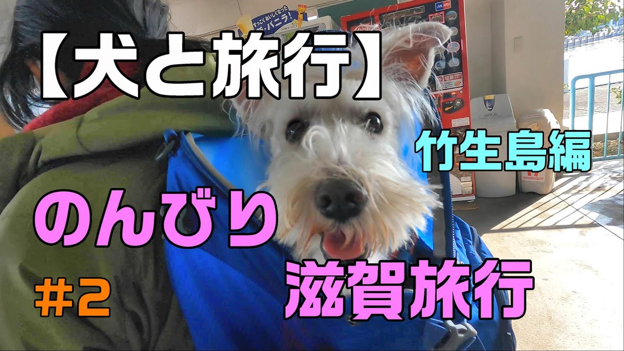 【犬と旅行】白シュナ銀太とのんびり滋賀旅行　#2　～竹生島～