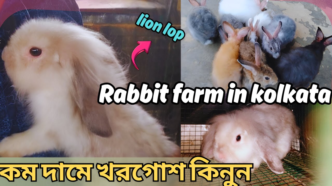 খরগোশের দাম জানুন। 🐰🐇 বিদেশি জাতের খরগোশের দাম। Rabbit farming । Rabbit farm in kolkata । Khargosh 