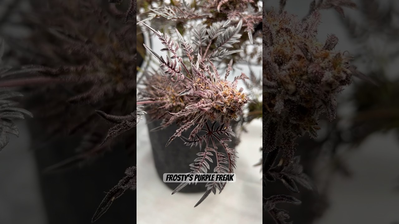 Frosty&rsquo;s Purple Freak is looking great! The Freak that has it all: berry, kush and earthy aromas 💜