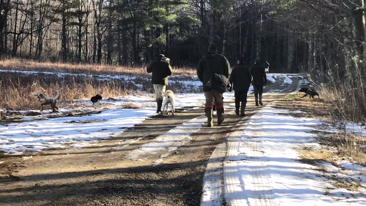 Driven Shooting at Primland, VA