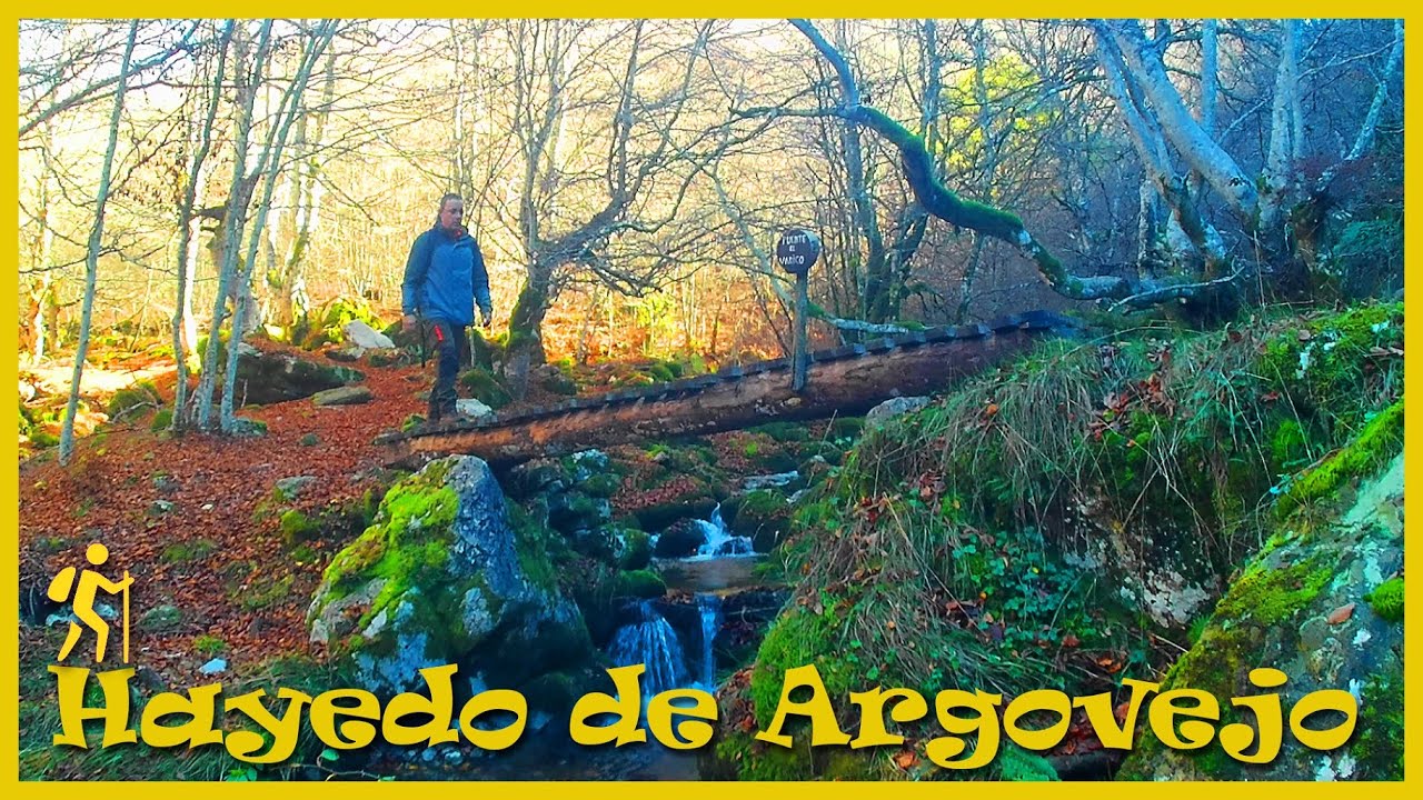 Hayedo de Argovejo / Argovejo (León)