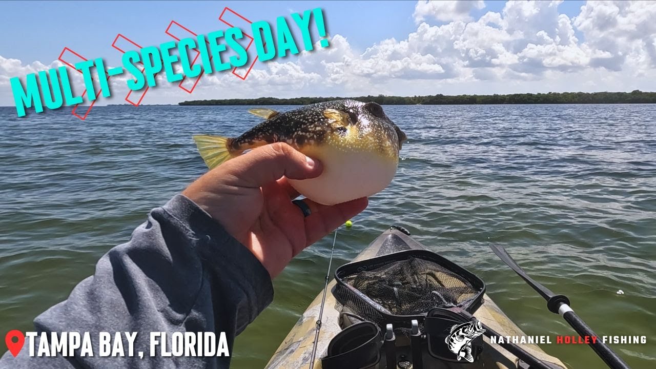 Redfish Fishing Tampa Bay from a Kayak | Catching all the things!