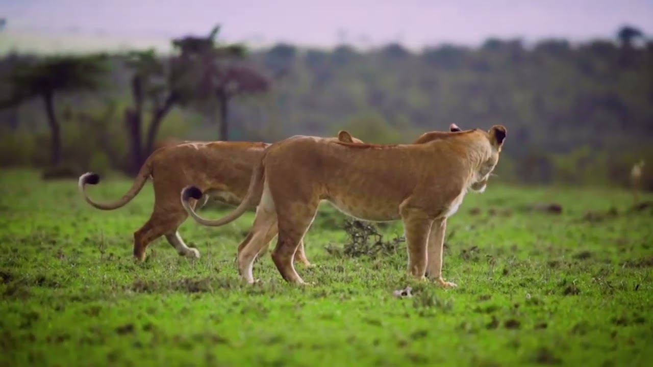ምርጥ የማሪቱ ለገሰ ሙዚቃ