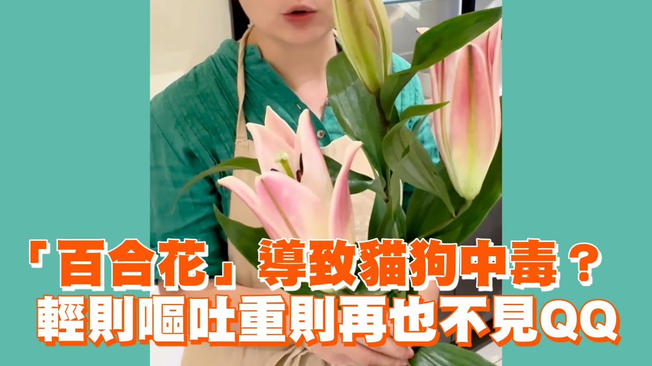 百合花會導致貓狗中毒？輕則嘔吐重則再也不見QQ｜寵物動物｜植物