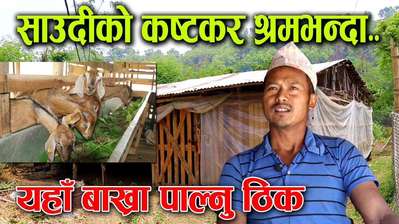 साउदी कमाउन जाँदा भयो यतिसम्म गाह्रो, गाउँ फर्किएर थाले बाख्रा पालन ! │Nepal Chitra