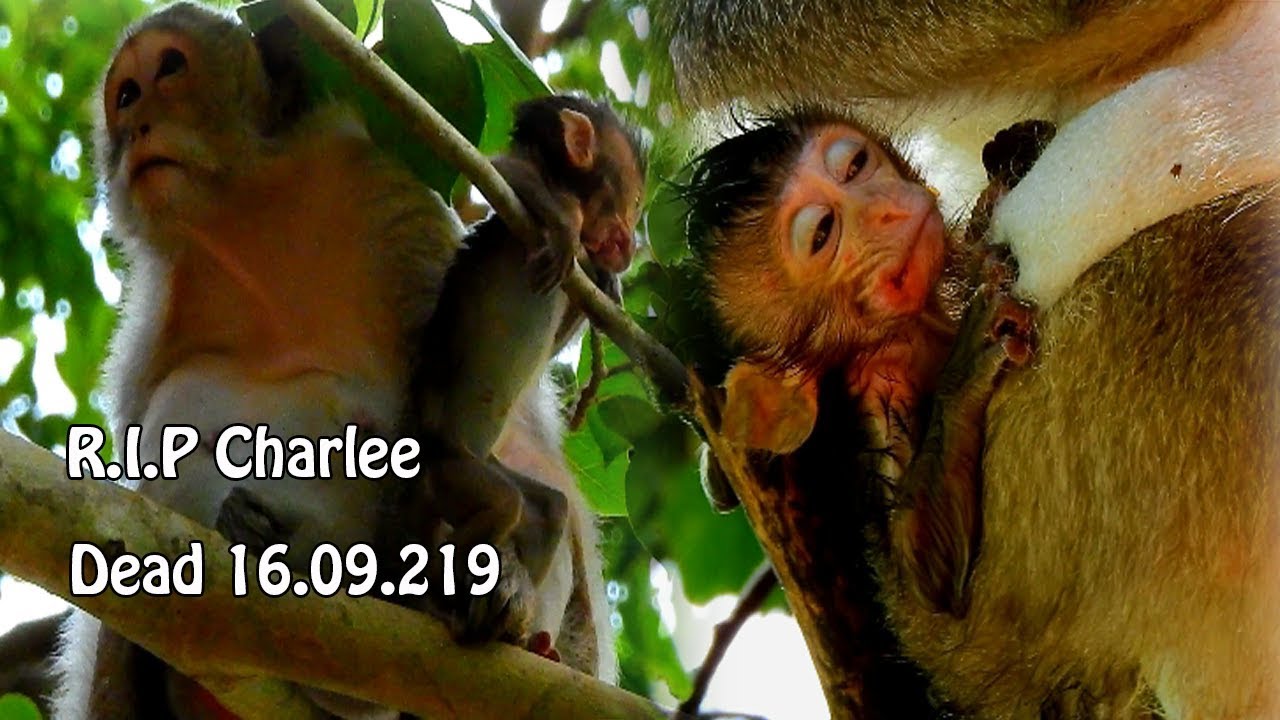 R.I.P CHARLEE, What happened in the night-Video evening yesterday before Charlee gone away from us