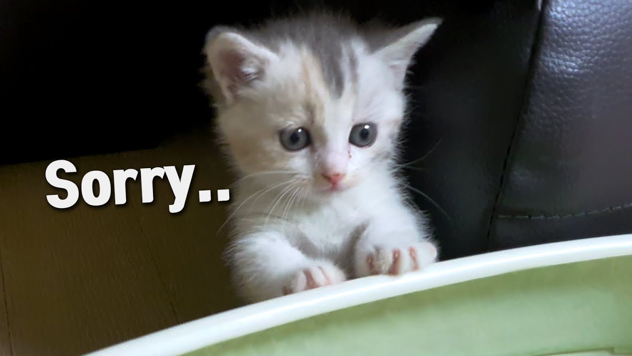 The Kitten Apologizes to Me After Doing Something Weird
