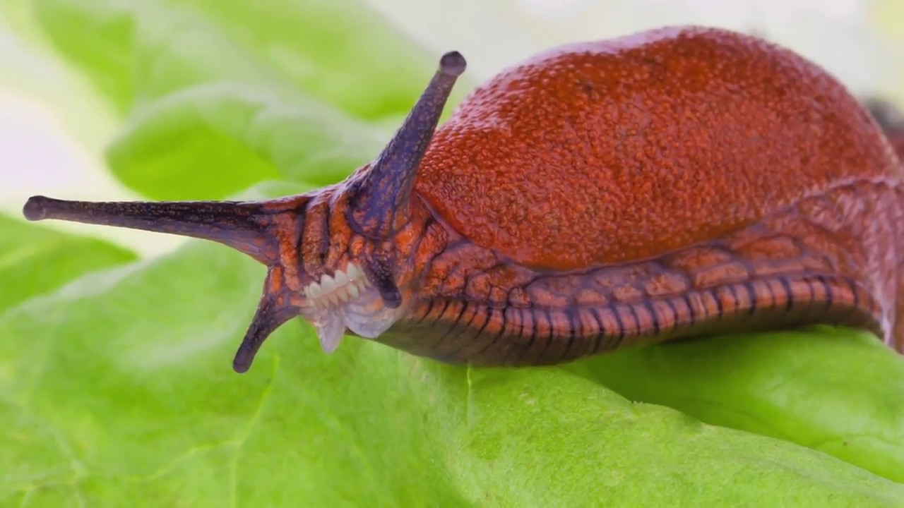 Episode 38 : Limaces, le seuil d'intervention est atteint