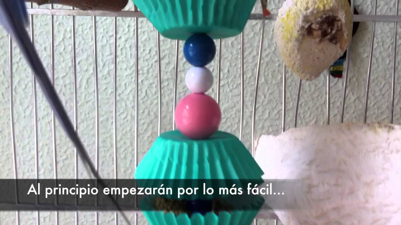 Juego para periquitos y agapornis: Buscar la comida