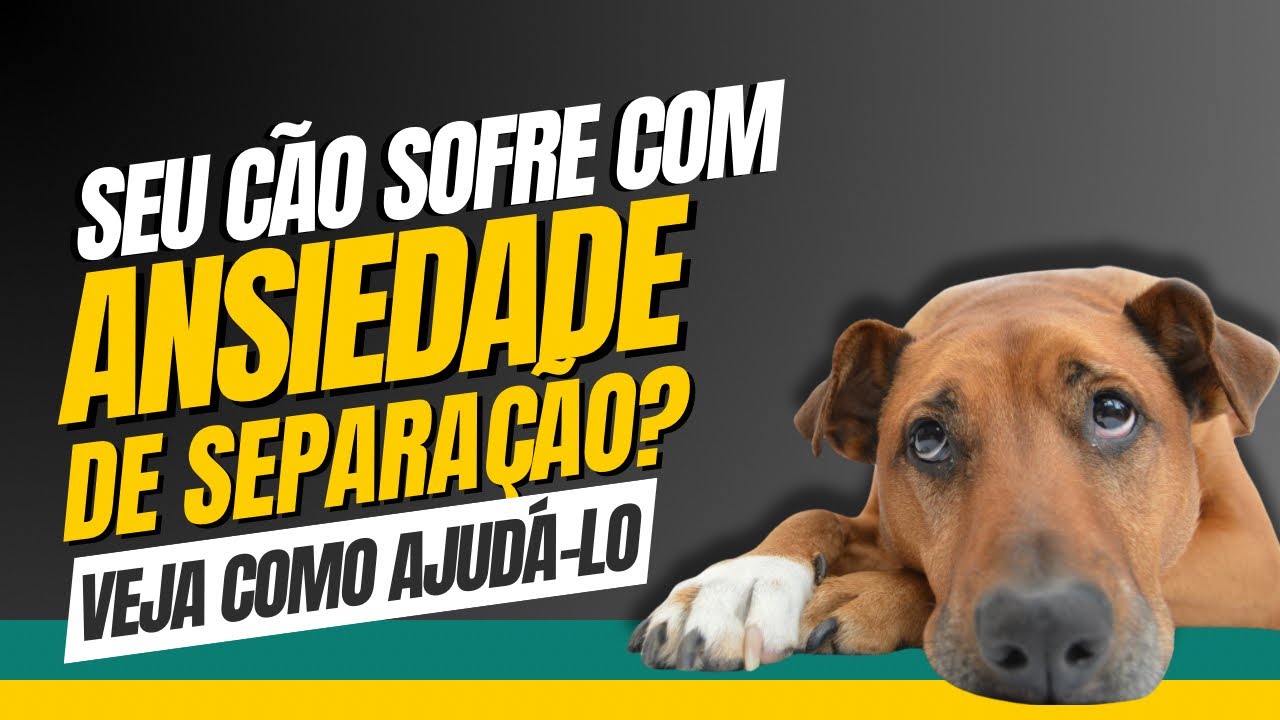 Seu cão sofre com ansiedade de separação? Veja como ajudá-lo