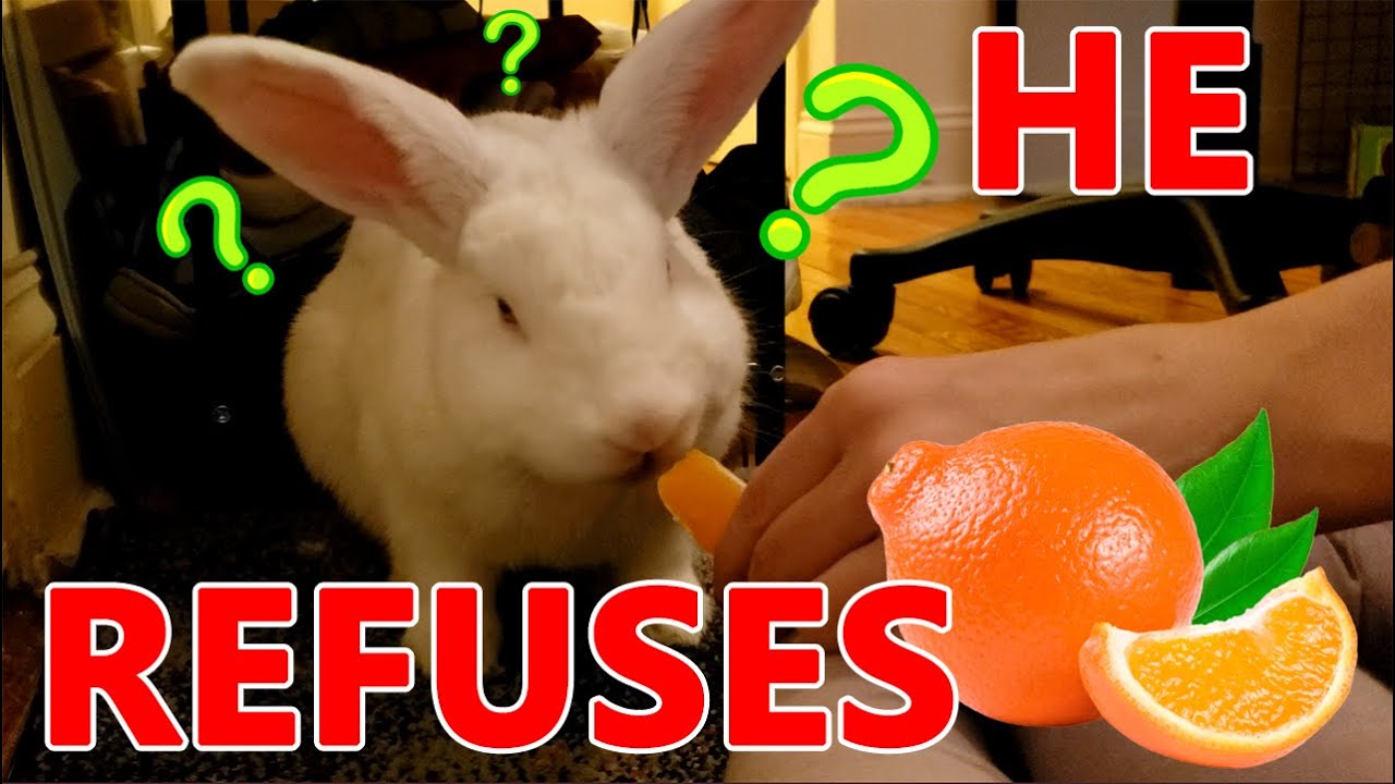 Minneola Orange Rabbit Taste Test