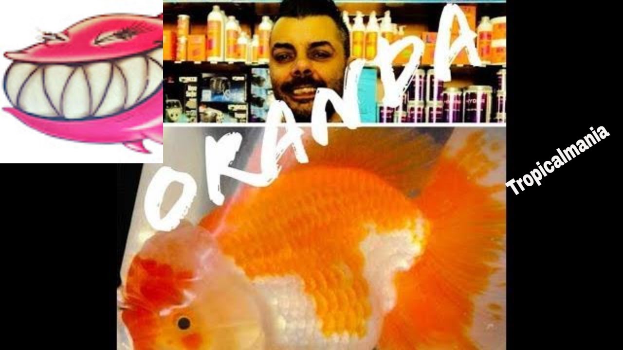Oranda !! Che cosa sono gli oranda?E come vanno allevati e mantenuti gli Oranda in acquario??