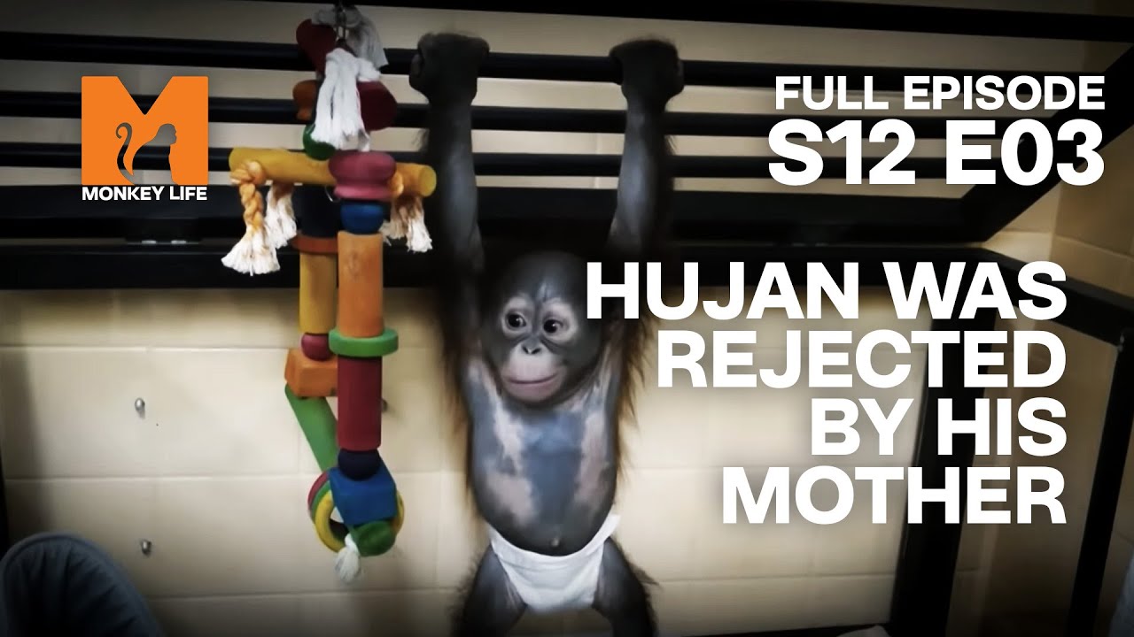 Orphan Hujan Moves To The UK | Season 12 Episode 3 | Full Episode | Monkey Life
