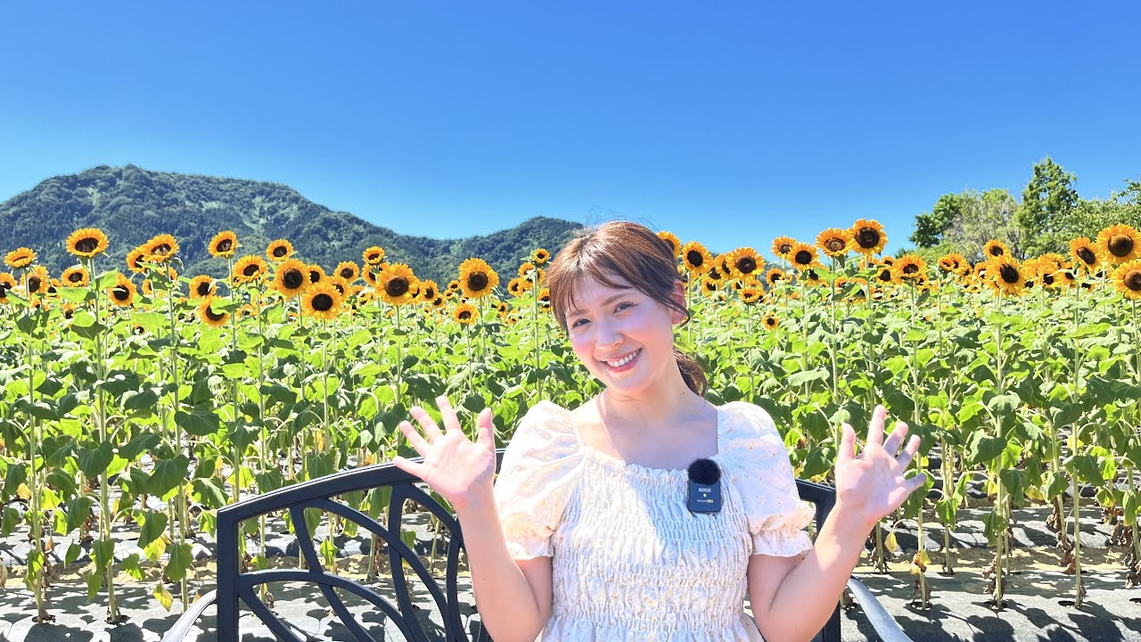 【LIVE】8/14 12:00頃～ 上堰潟公園のひまわり広場  チャンネル初登場！ライバー石渡咲さんが咲き誇るひまわりをリポートします＜新潟市西蒲区＞