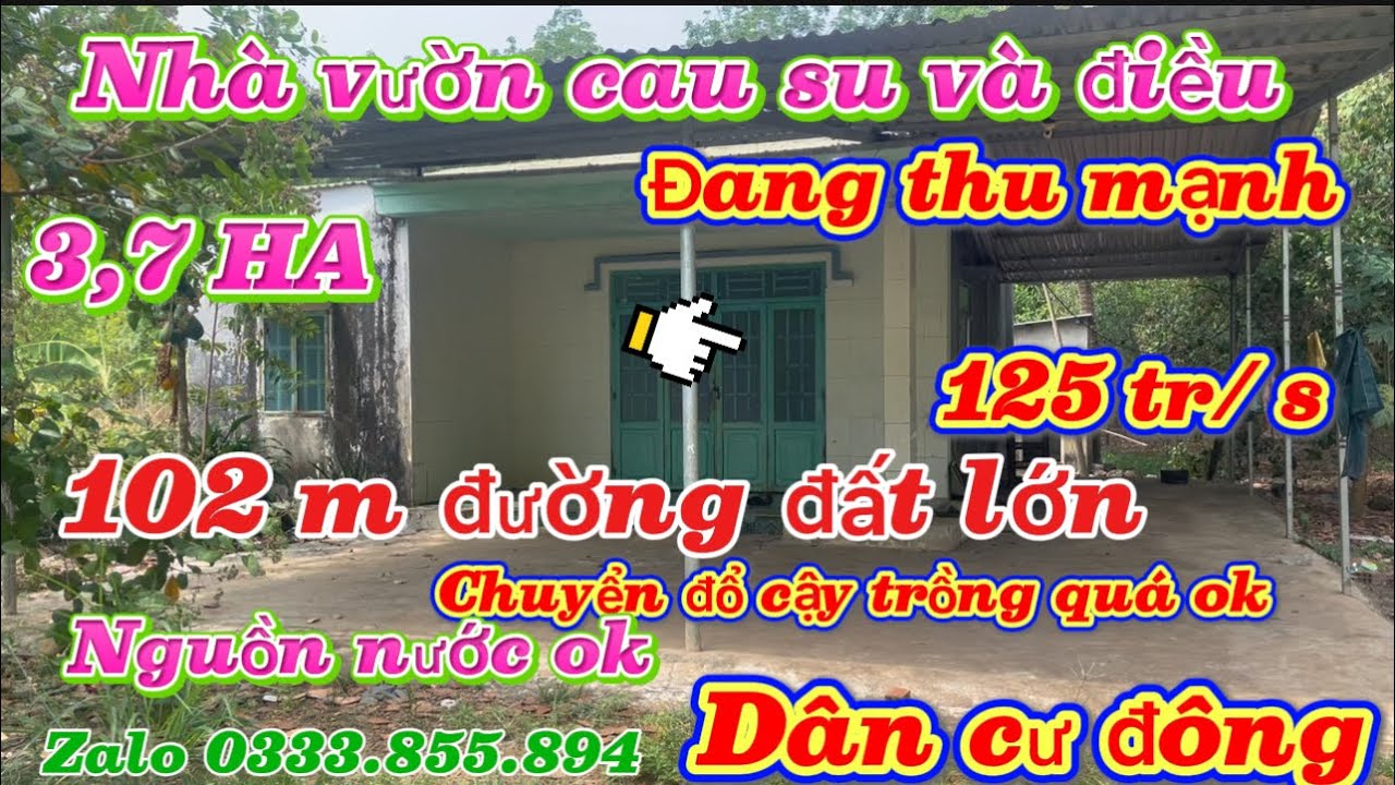 Nhà Vừờn cau su và điều 3,7 ha nguồn thu mạnh đất bằng đep nguồn nước ok chuyển đổi sầu riêng ok