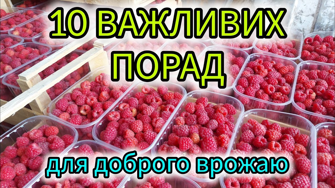 Малина завалить врожаєм. Малина - корисні поради. Як виростити гарний врожай. Догляд за малиною.