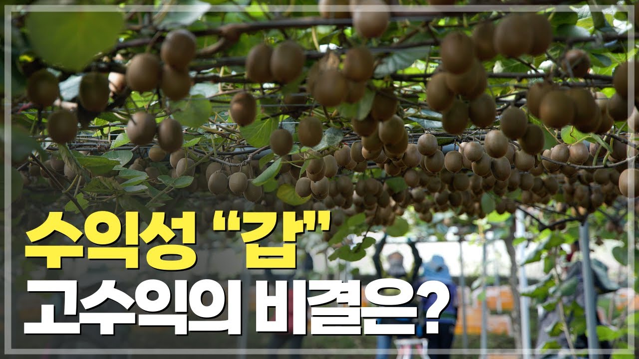 이것만 알면 성공! 최고 맛을 위한 31년 경험의 키위 재배법