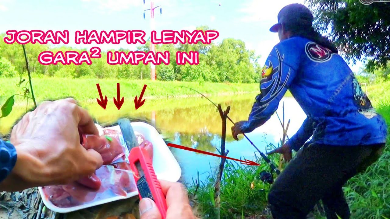 Mancing baung kota pake ati ayam..!! joran  hampir lenyap