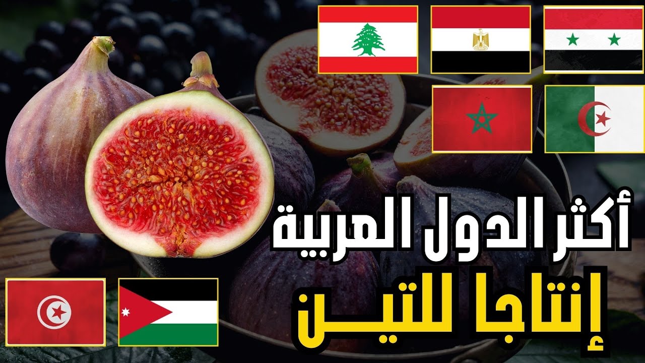 🍈 من يتصدر إنتاج التين؟ | ترتيب الدول العربية حسب إنتاج التين(تقرير الفاو 2026)