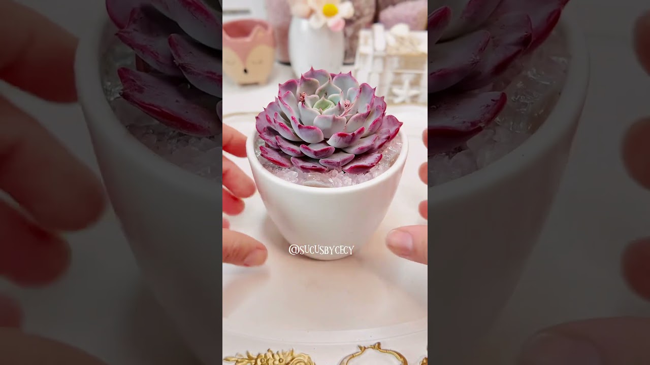 🆔 Echeveria kiss #suculenta #suculentas #plantas #echeverias #echeveria #suculentaslove #sucus