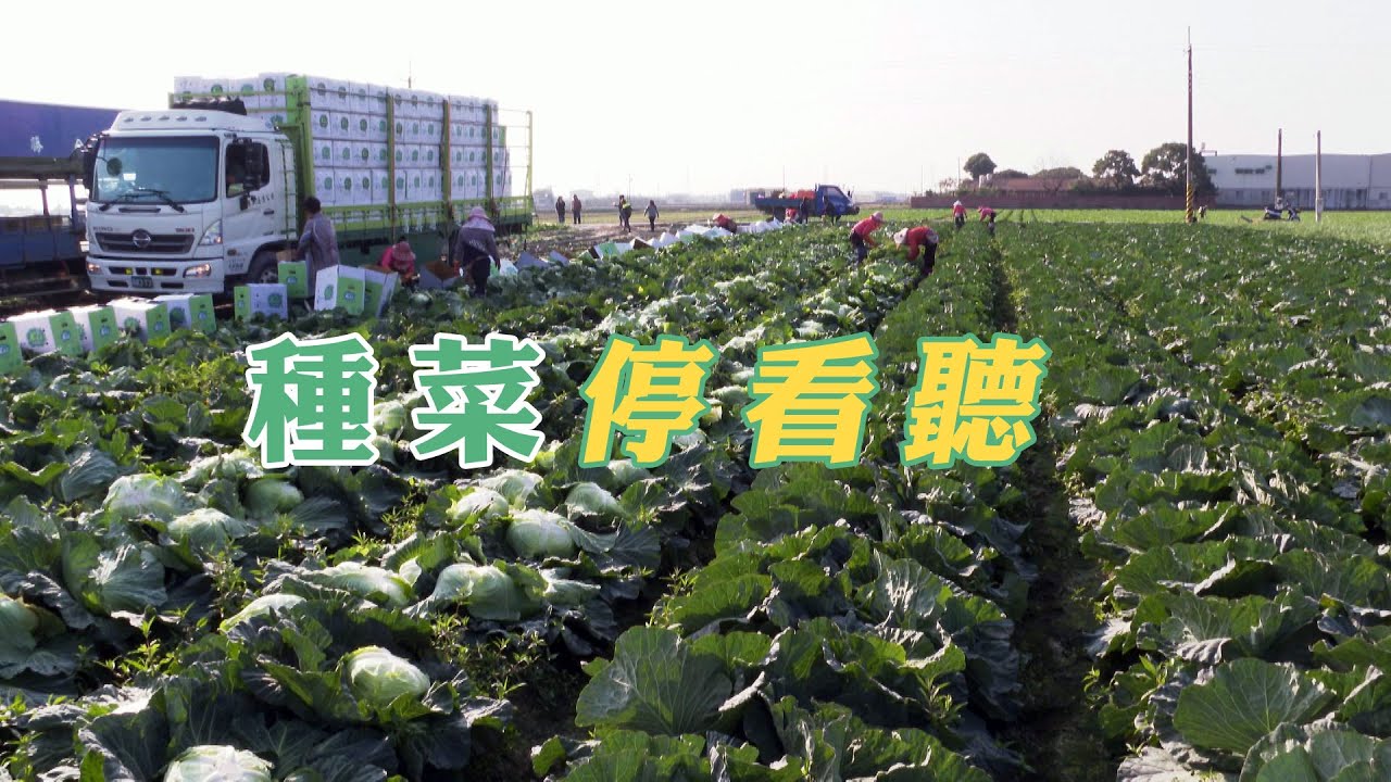 【高麗菜超種】種菜停看聽│避免產銷失衡 (我們的島 第1045集 2020-03-09)