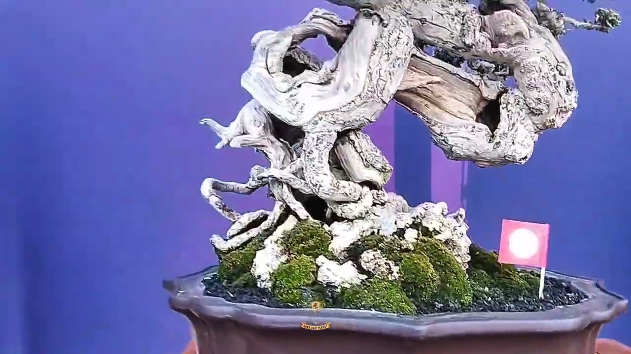 President Cup Bonsai & Suiseki Ciputra World Mal Surabaya