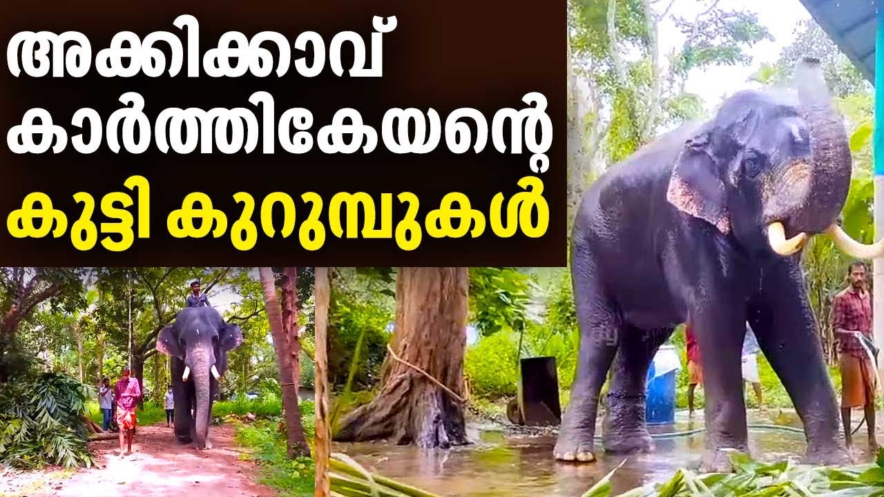 അക്കിക്കാവ് കാർത്തികേയന്റെ കുട്ടി കുറുമ്പുകൾ | Akkikkavu Karthikeyan | Aanakkaryam