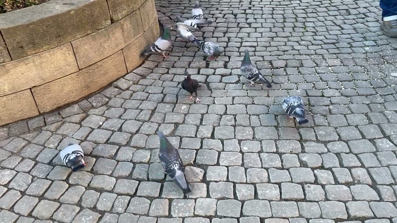 Tauben in der Stadt 
