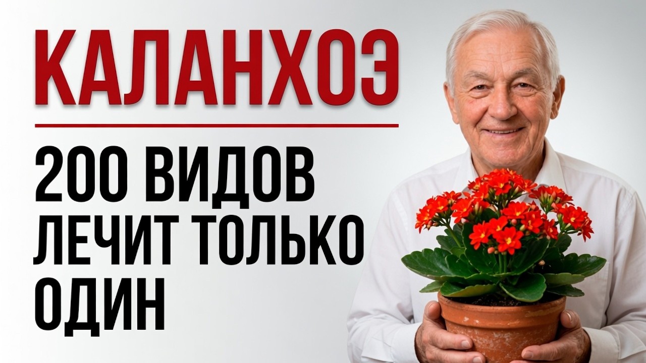 Ваш Каланхоэ на подоконнике: ЛЕКАРСТВО или ПУСТЫШКА?