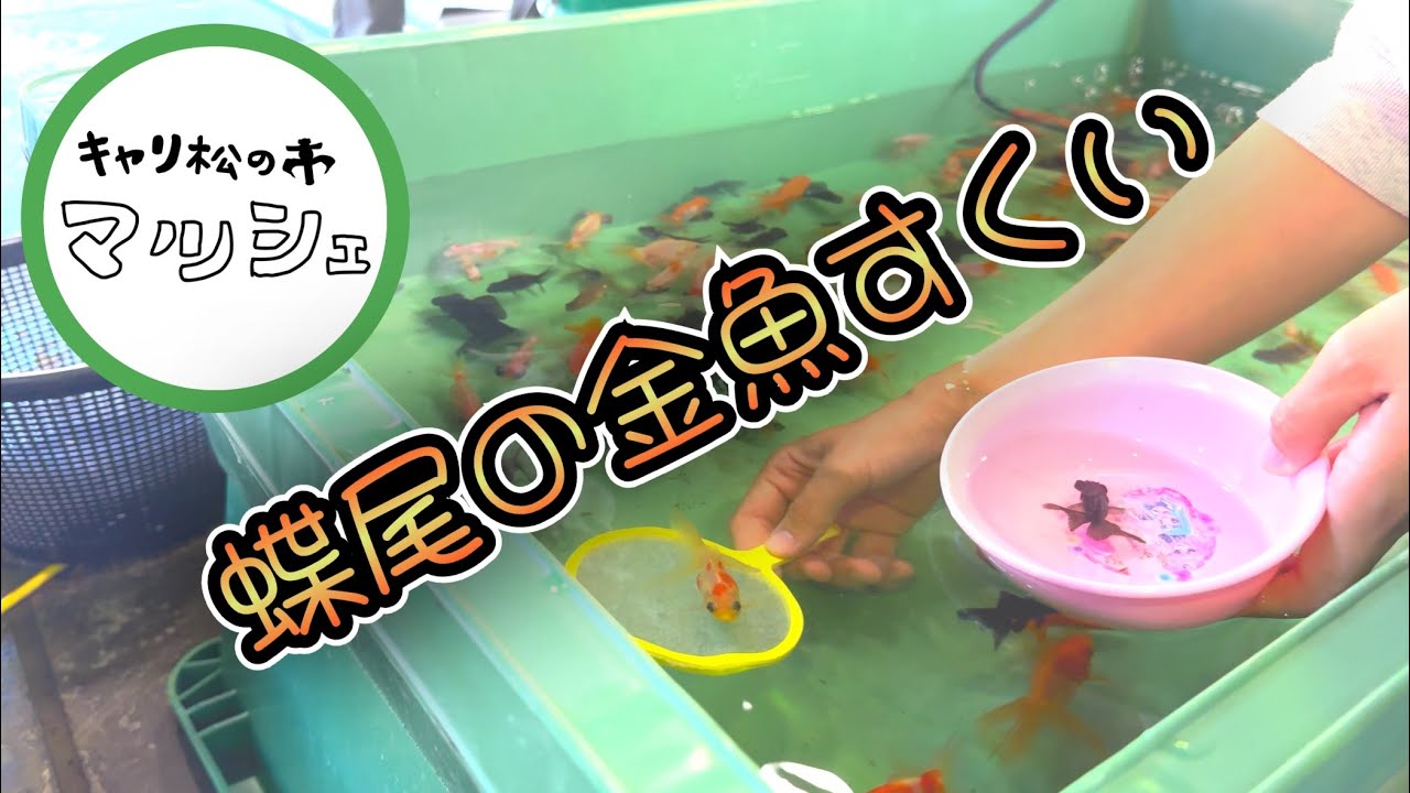 やっぱり金魚すくいは楽しい