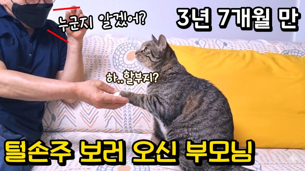 이런 모습 처음이에요! (어쩜 이래ㅠ)오랜만에 만난 털손주에게 손을 내밀자..: 모두를 놀라게 한 고양이의 행동