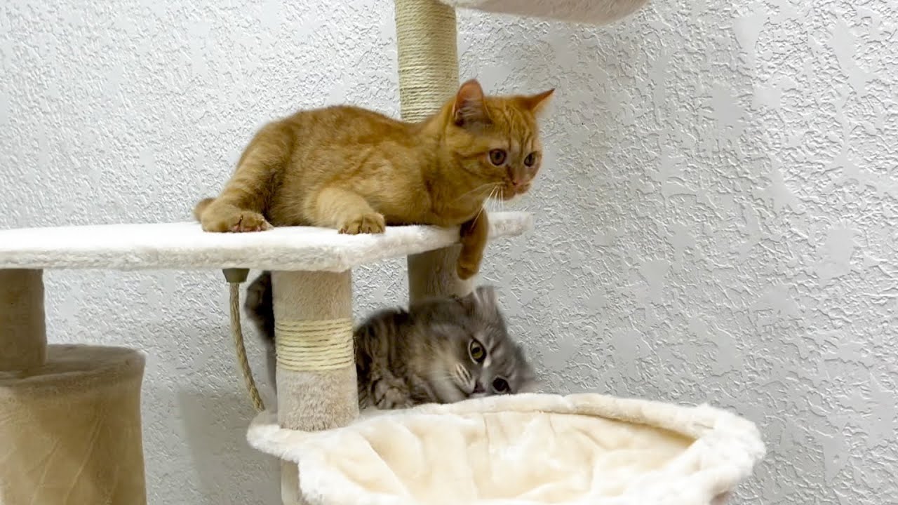 Мама кошка Джоанна с приемными котятами исследует новый кошачий домик