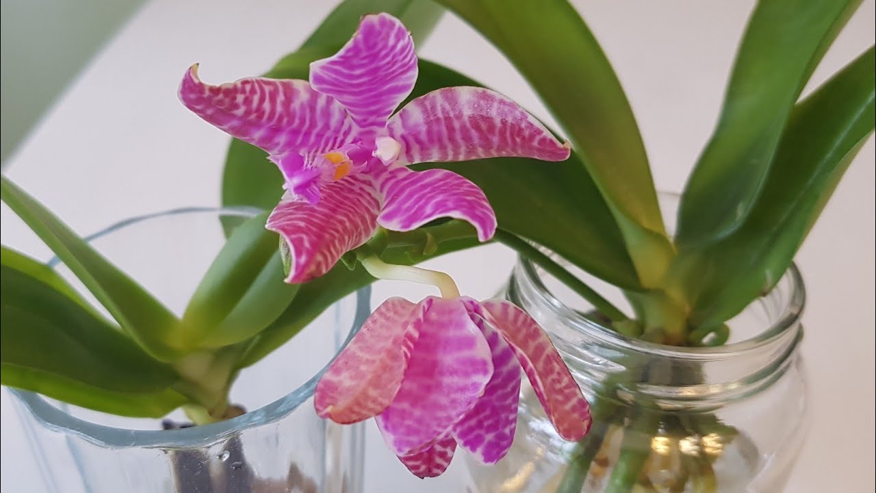 兰展新购的蝴蝶兰之二