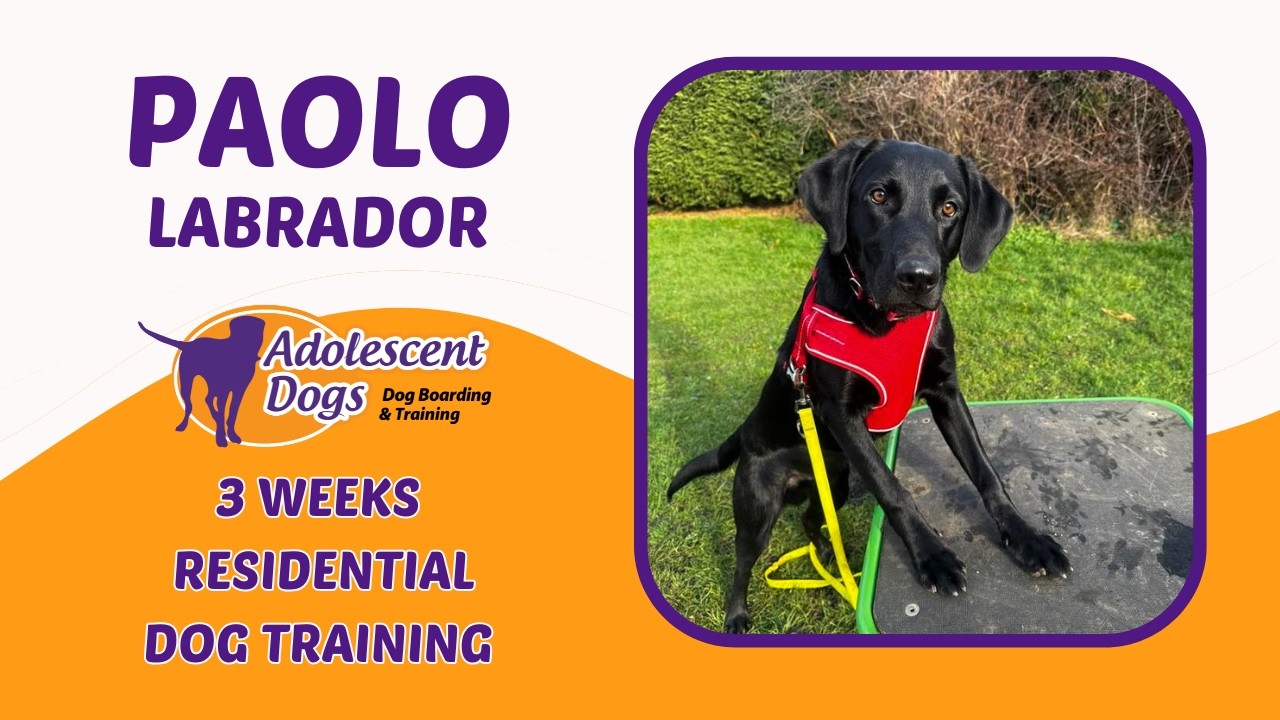 Паоло, лабрадор | 3-недельный курс дрессировки собак с проживанием