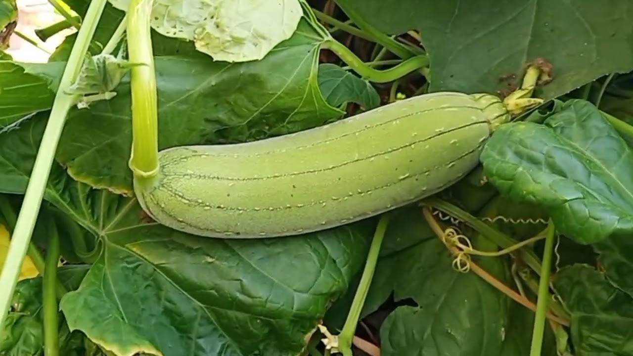 Blustru atau Bistru, tanaman sayur yang jarang dikenal.