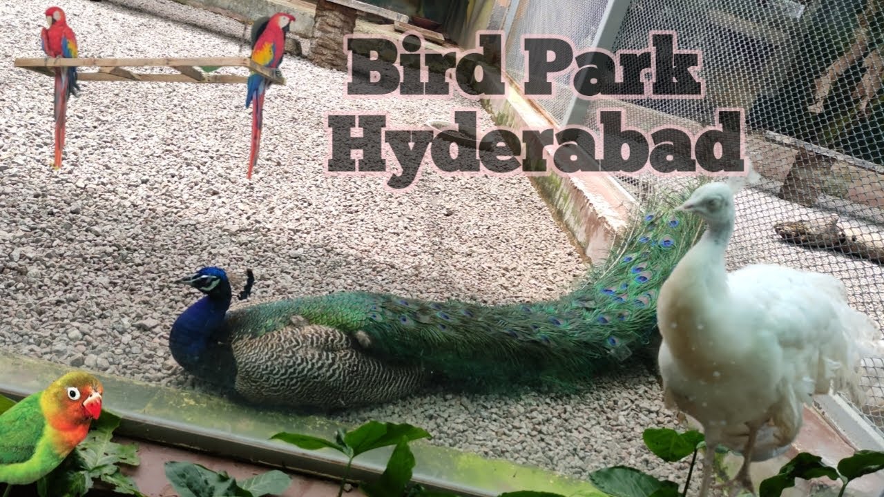 Beautiful Birds in hyderabad nehru zoo park PART-3 | Bird park Hyderabad | Mukesh Raja Adabala