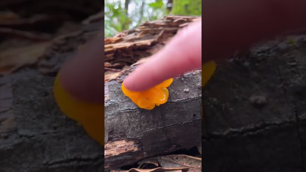 🍄 Hongo par&aacute;sito de hongos