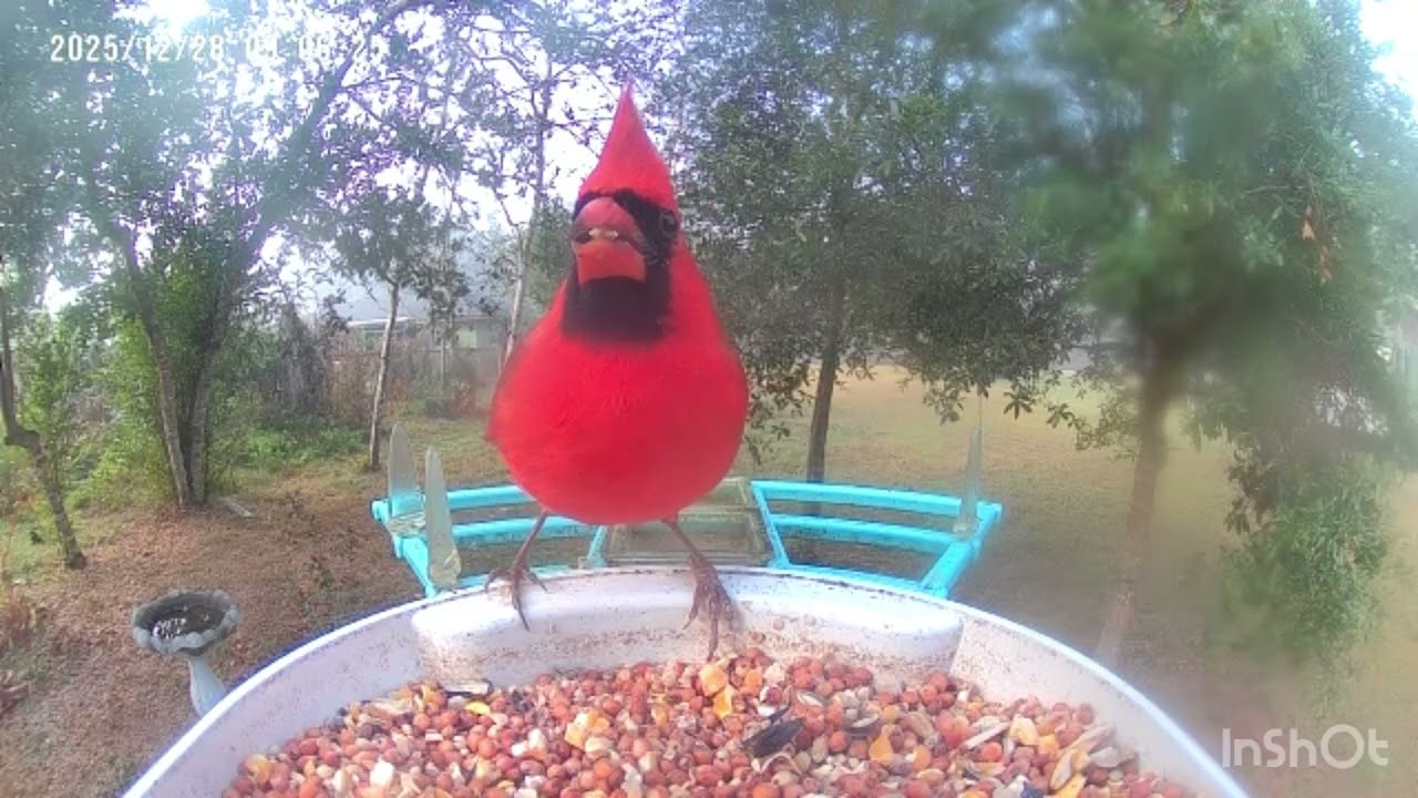 Sunday morning bird parade #cardinals 