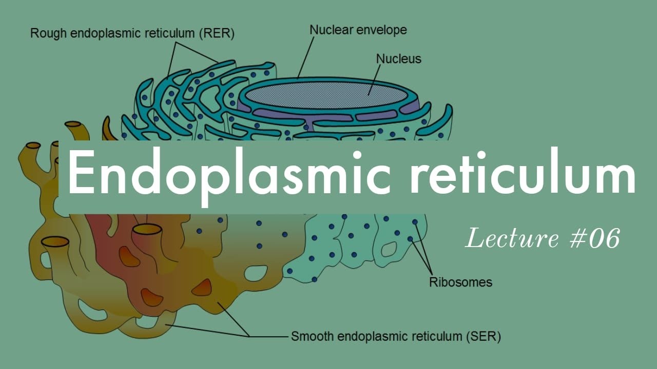 Lec #06 || Topic: Endoplasmic reticulum  ||  Chapter 01: Cell Structure and Functions