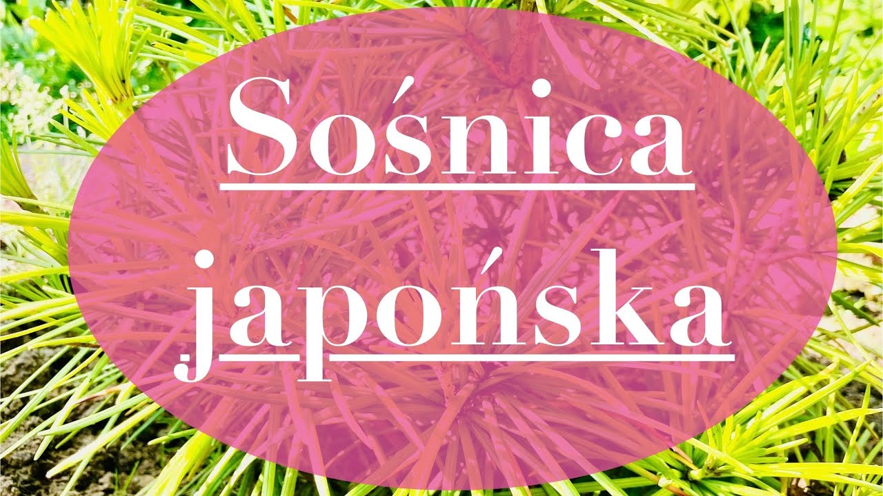 SOŚNICA JAPOŃSKA - żywa skamienielina z czas&oacute;w dinozaur&oacute;w