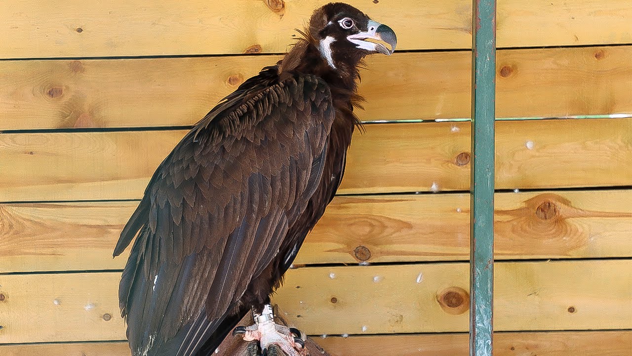 Cinereous vulture sound