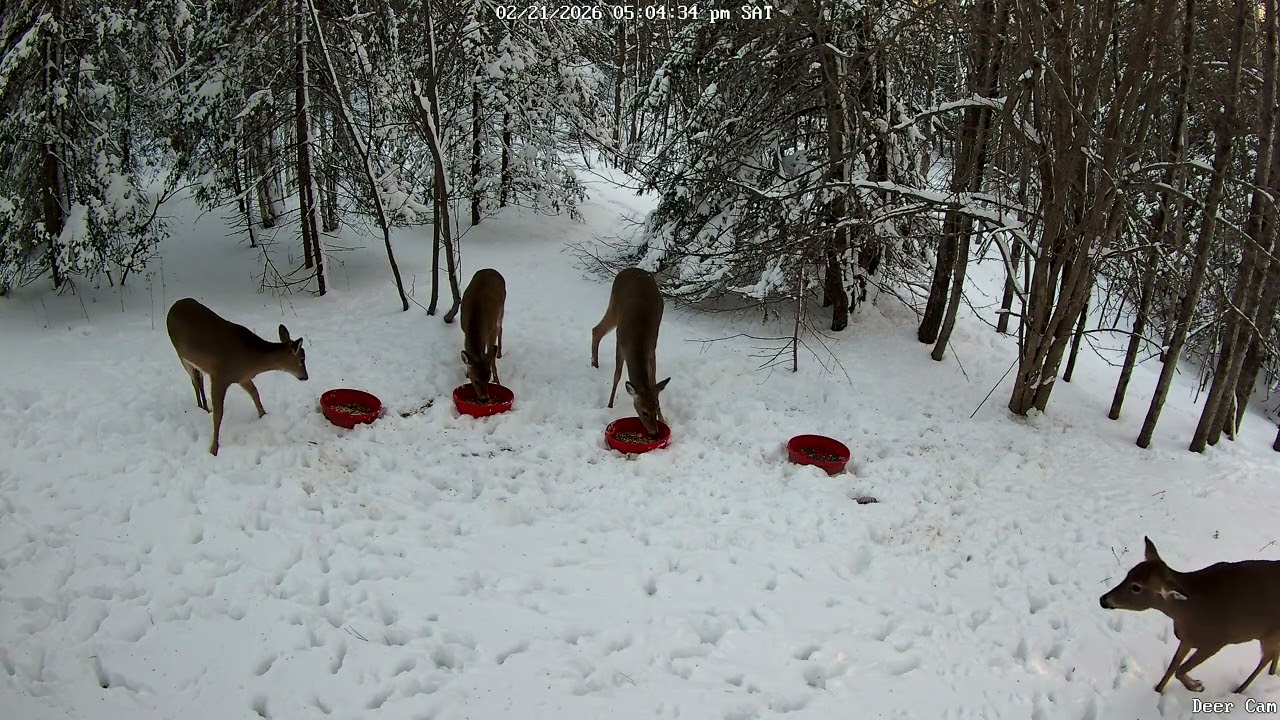 Deer 2-21-2026 4:56 PM
