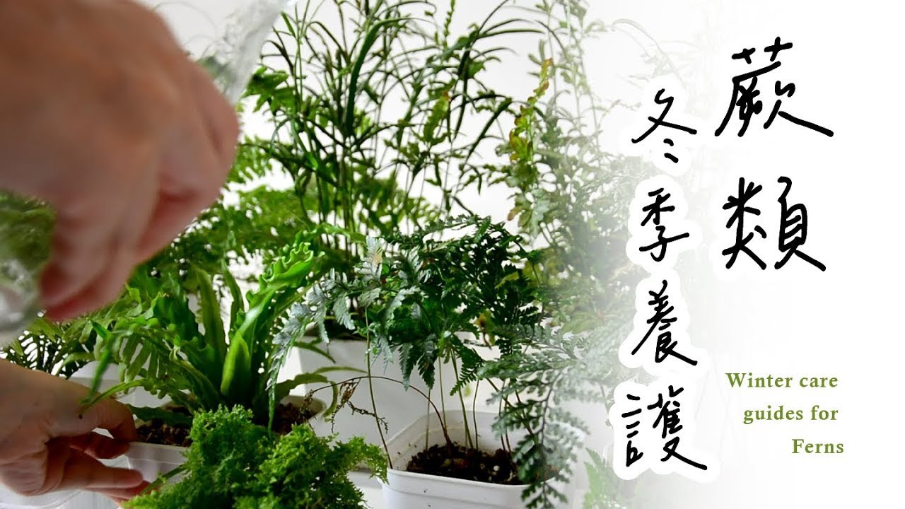 冬季蕨類如何養？讓蕨類常保健康🌿Winter care guides for ferns to keep your plants healthy #室內植物 #蕨類