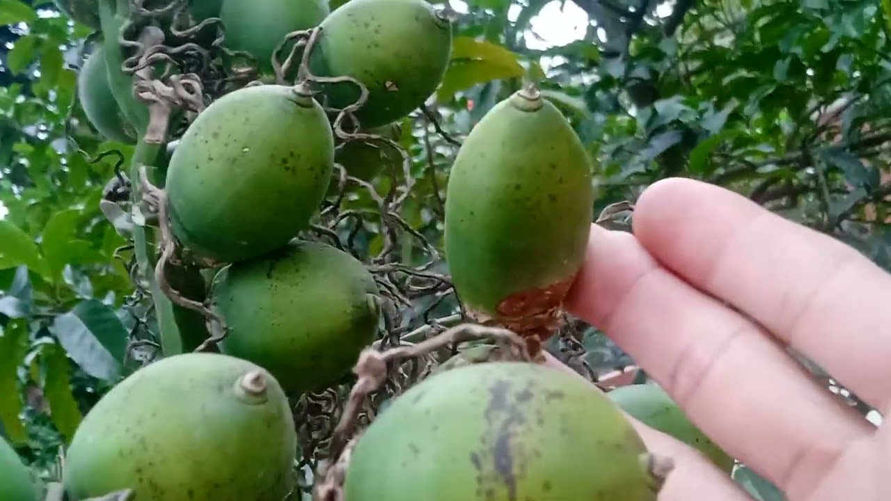 đi chúc Tết được gặp cô chủ của ngôi nhà đẹp và quay cây đào đón xuân rất nhiều quả trên cây 