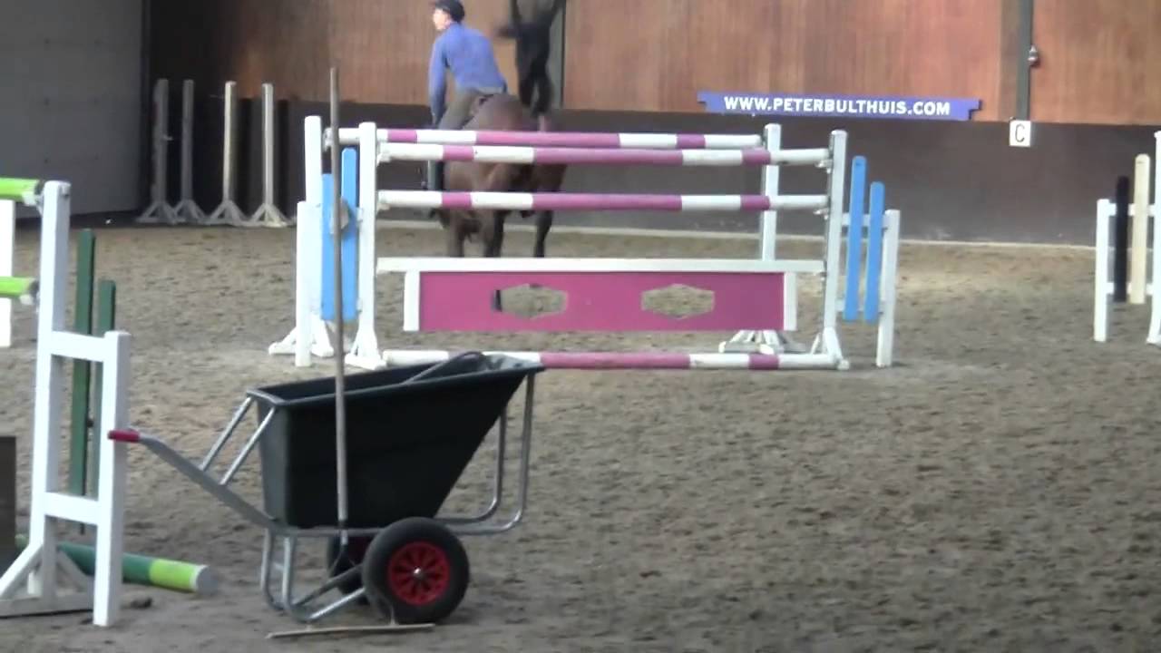 Pavarotti vd Helle x Ramiro Z SOLD